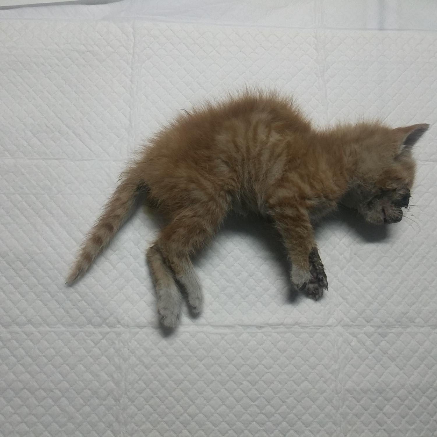 인천광역시수의사회_428351202300341